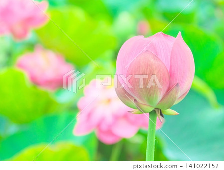 可愛的圓形蓮花花苞(高調攝影) 可愛的圓形蓮花花苞(高調攝影) 141022152