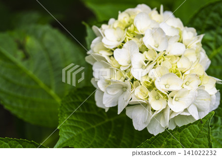 Hydrangeas at Funaoka Castle Ruins Park, Hydrangea Festival, Shibata Town, Miyagi Prefecture Hydrangeas at Funaoka Castle Ruins Park, Hydrangea Festival, Shibata Town, Miyagi Prefecture 141022232