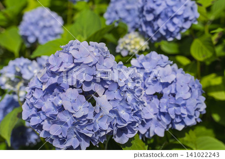 Hydrangeas at Funaoka Castle Ruins Park, Hydrangea Festival, Shibata Town, Miyagi Prefecture Hydrangeas at Funaoka Castle Ruins Park, Hydrangea Festival, Shibata Town, Miyagi Prefecture 141022243