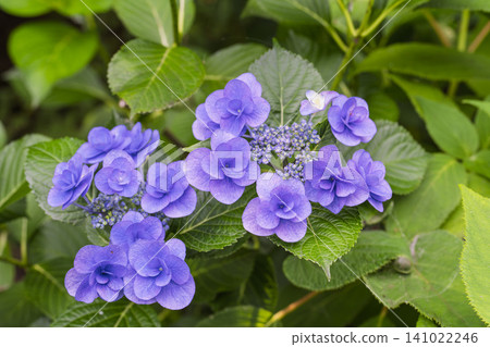 Hydrangeas at Funaoka Castle Ruins Park, Hydrangea Festival, Shibata Town, Miyagi Prefecture Hydrangeas at Funaoka Castle Ruins Park, Hydrangea Festival, Shibata Town, Miyagi Prefecture 141022246