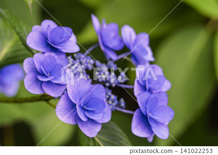 Hydrangeas at Funaoka Castle Ruins Park, Hydrangea Festival, Shibata Town, Miyagi Prefecture 141022253