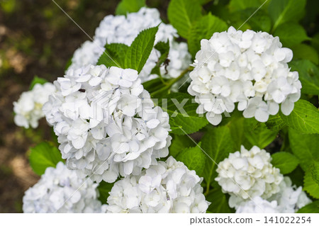 Hydrangeas at Funaoka Castle Ruins Park, Hydrangea Festival, Shibata Town, Miyagi Prefecture Hydrangeas at Funaoka Castle Ruins Park, Hydrangea Festival, Shibata Town, Miyagi Prefecture 141022254