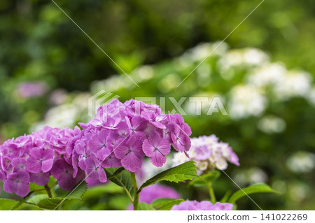 Hydrangeas at Funaoka Castle Ruins Park, Hydrangea Festival, Shibata Town, Miyagi Prefecture Hydrangeas at Funaoka Castle Ruins Park, Hydrangea Festival, Shibata Town, Miyagi Prefecture 141022269