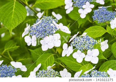 Hydrangeas at Funaoka Castle Ruins Park, Hydrangea Festival, Shibata Town, Miyagi Prefecture Hydrangeas at Funaoka Castle Ruins Park, Hydrangea Festival, Shibata Town, Miyagi Prefecture 141022275