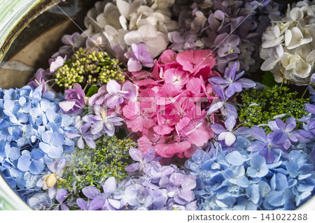 Hydrangeas at Funaoka Castle Ruins Park, Hydrangea Festival, Shibata Town, Miyagi Prefecture Hydrangeas at Funaoka Castle Ruins Park, Hydrangea Festival, Shibata Town, Miyagi Prefecture 141022288