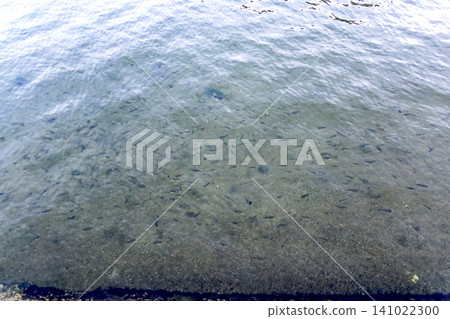 [Kagawa] Summer on Shodoshima Island: Many fish swimming in the estuary of the Izu River 141022300