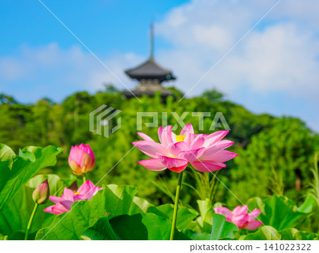 A beautiful scene of lotus flowers in full bloom, with the three-story pagoda silhouetted against the blue sky during the early morning lotus viewing event at Sankeien Garden. A beautiful scene of lotus flowers in full bloom, with the three-story pagoda silhouetted against the blue sky during the early morning lotus viewing event at Sankeien Garden. 141022322
