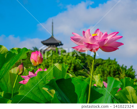A beautiful scene of lotus flowers in full bloom, with the three-story pagoda silhouetted against the blue sky during the early morning lotus viewing event at Sankeien Garden. A beautiful scene of lotus flowers in full bloom, with the three-story pagoda silhouetted against the blue sky during the early morning lotus viewing event at Sankeien Garden. 141022324