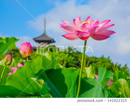 A beautiful scene of lotus flowers in full bloom, with the three-story pagoda silhouetted against the blue sky during the early morning lotus viewing event at Sankeien Garden. A beautiful scene of lotus flowers in full bloom, with the three-story pagoda silhouetted against the blue sky during the early morning lotus viewing event at Sankeien Garden. 141022325