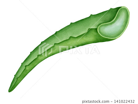 Hand drawn watercolor illustration of aloe vera leaf with inner gel isolated on white background. Botanical illustration for healthy organic cosmetics and medicine. Hand drawn watercolor illustration of aloe vera leaf with inner gel isolated on white background. Botanical illustration for healthy organic cosmetics and medicine. 141022432