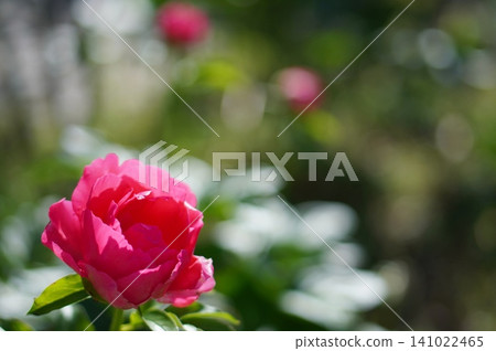 Pink peony 141022465