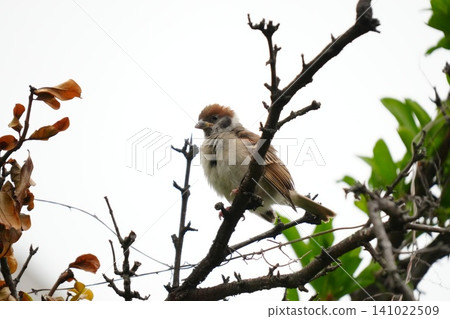 A young sparrow rests its wings on a twig. A young sparrow rests its wings on a twig. 141022509