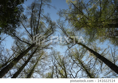 Forest 141022514