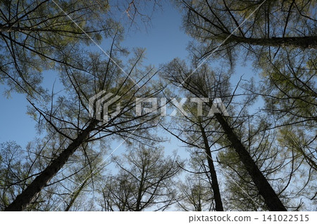 Forest Forest 141022515