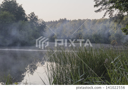 Beautiful scenic landscape of a tranquil lake surrounded by a pine forest with morning mist rising over the water surface during a soft sunrise, peaceful nature scenery with reeds in the foreground. 141022556