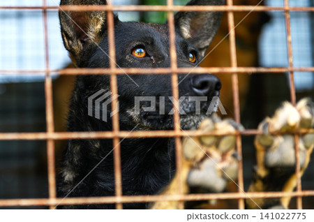 Homeless Dog in Shelter Kennel Waiting for Adoption, Animal Rescue Homeless Dog in Shelter Kennel Waiting for Adoption, Animal Rescue 141022775