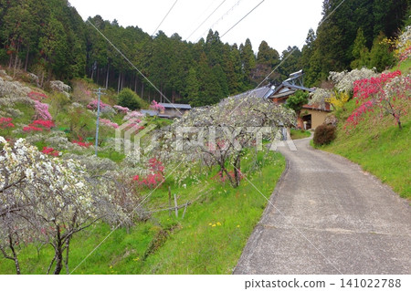 上中(愛知縣豐田市旭郡)的垂枝桃樹 上中(愛知縣豐田市旭郡)的垂枝桃樹 141022788