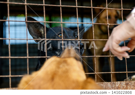 Homeless Dog in Shelter Kennel Waiting for Adoption, Animal Rescue Homeless Dog in Shelter Kennel Waiting for Adoption, Animal Rescue 141022808