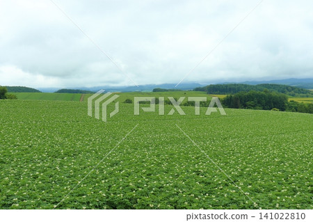 A potato flower field landscape along the Patchwork Road (Biei Town, Hokkaido) A potato flower field landscape along the Patchwork Road (Biei Town, Hokkaido) 141022810