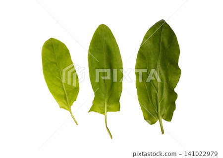 Various sizes of sorrel leaves displayed on a white background for study 141022979