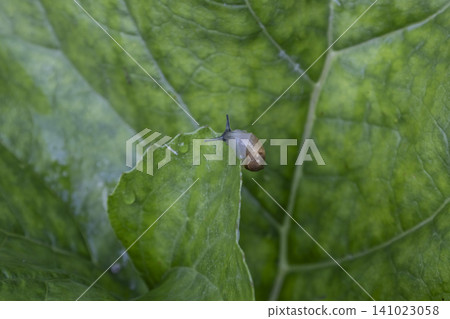 Macro shot of a small brown snail slowly crawling on a vibrant green leaf. Detailed texture of the leaf and the snail shell visible in natural morning light, capturing a quiet moment in the garden. Macro shot of a small brown snail slowly crawling on a vibrant green leaf. Detailed texture of the leaf and the snail shell visible in natural morning light, capturing a quiet moment in the garden. 141023058