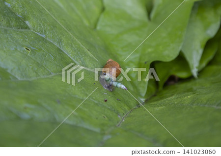 Macro shot of a small brown snail slowly crawling on a vibrant green leaf. Detailed texture of the leaf and the snail shell visible in natural morning light, capturing a quiet moment in the garden. Macro shot of a small brown snail slowly crawling on a vibrant green leaf. Detailed texture of the leaf and the snail shell visible in natural morning light, capturing a quiet moment in the garden. 141023060