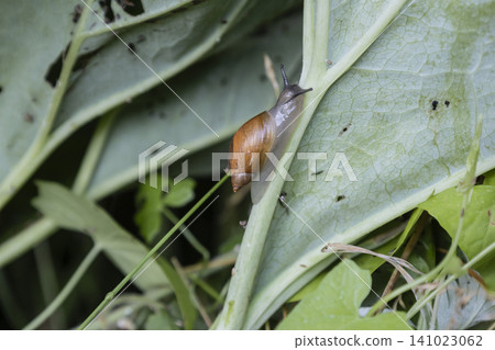 Macro shot of a small brown snail slowly crawling on a vibrant green leaf. Detailed texture of the leaf and the snail shell visible in natural morning light, capturing a quiet moment in the garden. Macro shot of a small brown snail slowly crawling on a vibrant green leaf. Detailed texture of the leaf and the snail shell visible in natural morning light, capturing a quiet moment in the garden. 141023062