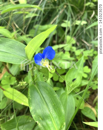 Blue flowers of the dayflower blooming in the grass: A close-up of wildflowers blooming in the summer fields. Blue flowers of the dayflower blooming in the grass: A close-up of wildflowers blooming in the summer fields. 141023070