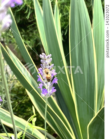 A bee collecting nectar from lavender flowers: A close-up of bees pollinating in a garden in early summer. A bee collecting nectar from lavender flowers: A close-up of bees pollinating in a garden in early summer. 141023072