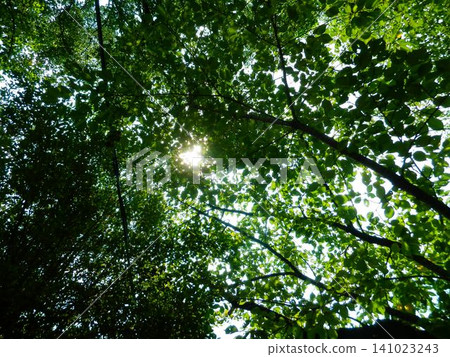 Summer trees sparkling in the sunlight filtering through them Summer trees sparkling in the sunlight filtering through them 141023243