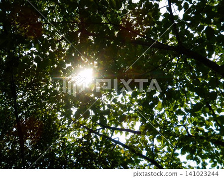 The sun shining through the gaps in the leaves 141023244
