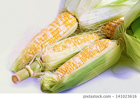 Corn (Ama-musume variety) Corn (Ama-musume variety) 141023616