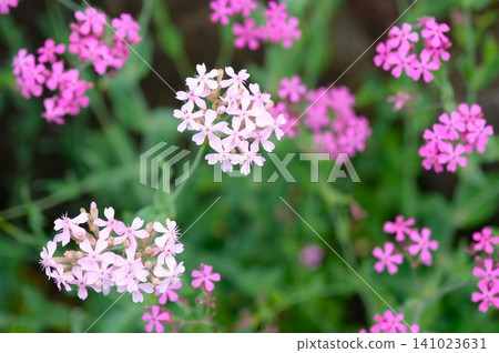 White and pink catchfly White and pink catchfly 141023631
