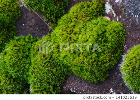 Moss growing in the rock Moss growing in the rock 141023639