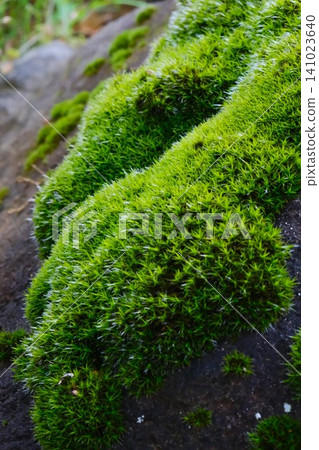 Moss growing on the rock Moss growing on the rock 141023640