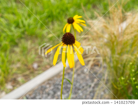 Rudbeckia flowers blooming in garden Rudbeckia flowers blooming in garden 141023709