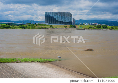 The Yodo River, swollen and muddy due to heavy rain, as seen from the Hirakata area of Yodo River Park, Hirakata City, Osaka Prefecture. The Yodo River, swollen and muddy due to heavy rain, as seen from the Hirakata area of Yodo River Park, Hirakata City, Osaka Prefecture. 141024000