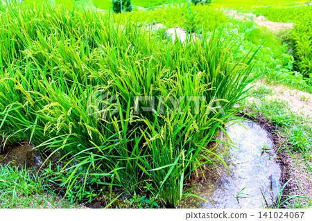 【香川】小豆島的夏天:中山千枚田稻田特寫 【香川】小豆島的夏天:中山千枚田稻田特寫 141024067