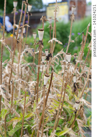 Dried Verbascum stalks in garden 141024251