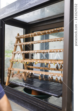 Display of butterfly chrysalises on wooden racks inside a glass enclosure, showcasing various stages of metamorphosis in a controlled environment Display of butterfly chrysalises on wooden racks inside a glass enclosure, showcasing various stages of metamorphosis in a controlled environment 141024332