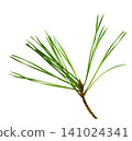 fir branche. Green branche on transparent, png. For decor and holiday frames and postcards, sites and banners 141024341