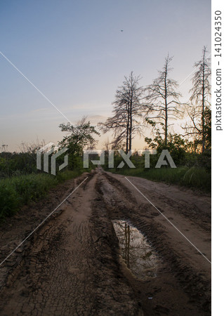 A dirt road leading through the forest at sunset in warm golden light, with tree silhouettes in the background. A dirt road leading through the forest at sunset in warm golden light, with tree silhouettes in the background. 141024350