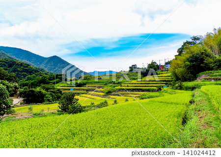 【香川】小豆島的夏天:中山千枚田梯田和藍天 【香川】小豆島的夏天:中山千枚田梯田和藍天 141024412