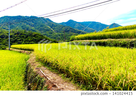 [Kagawa] Summer on Shodoshima Island: Nakayama Senmaida rice terraces nearing harvest. 141024415