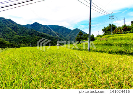 [Kagawa] Summer on Shodoshima Island: Nakayama Senmaida rice terraces nearing harvest. 141024416
