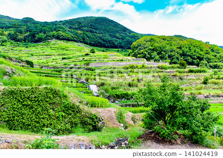 [Kagawa] Summer on Shodoshima Island: Blue skies and Nakayama Senmaida rice terraces 141024419