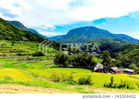[Kagawa] Summer on Shodoshima Island: Nakayama Senmaida rice terraces viewed from the rice paddy paths. 141024422
