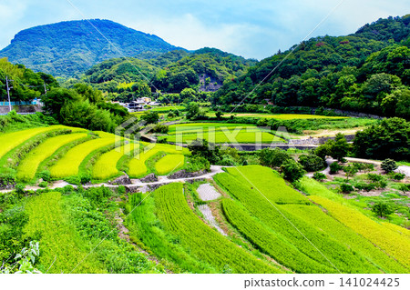 [Kagawa] Summer on Shodoshima Island: Nakayama Senmaida rice terraces viewed from the rice paddy paths. 141024425