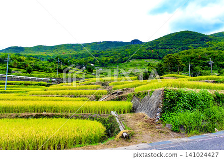 [Kagawa] Summer on Shodoshima Island: Nakayama Senmaida rice terraces await harvest 141024427