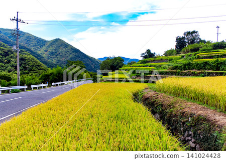 [Kagawa] Summer on Shodoshima Island: Nakayama Senmaida rice terraces await harvest 141024428